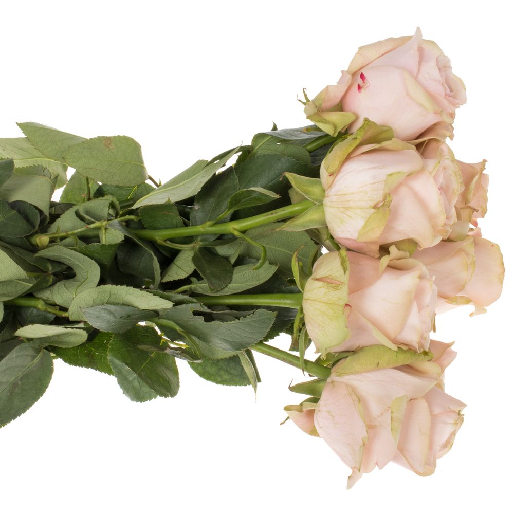 Rose rosa Paloma Romina 40cm (Rosen Import Zweifarbig) Heyl