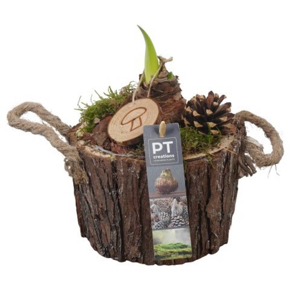 Amaryl.Arr PTAA7541 rote Bl. T16 H024