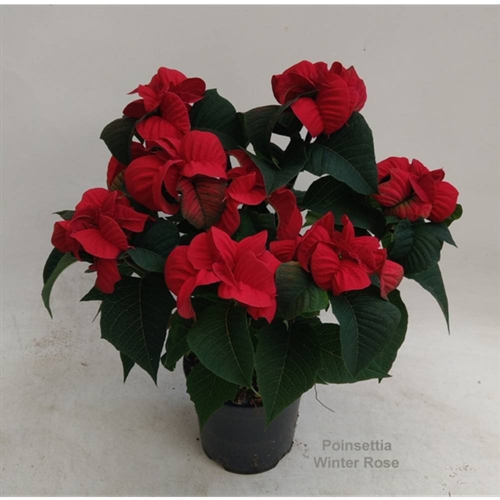 Poins.rot Winter Rose 6+ T14 H40