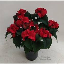 Poins.rot Winter Rose 6+ T14 H40