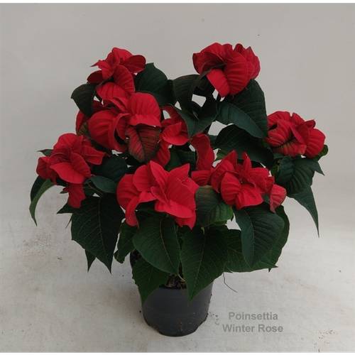 Poins.rot Winter Rose 6+ T14 H40
