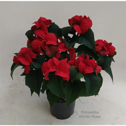 Poins.rot Winter Rose 6+ T14 H40