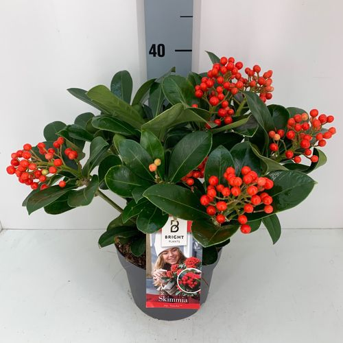Skimmia Veitchii 5-7+ T19 H35