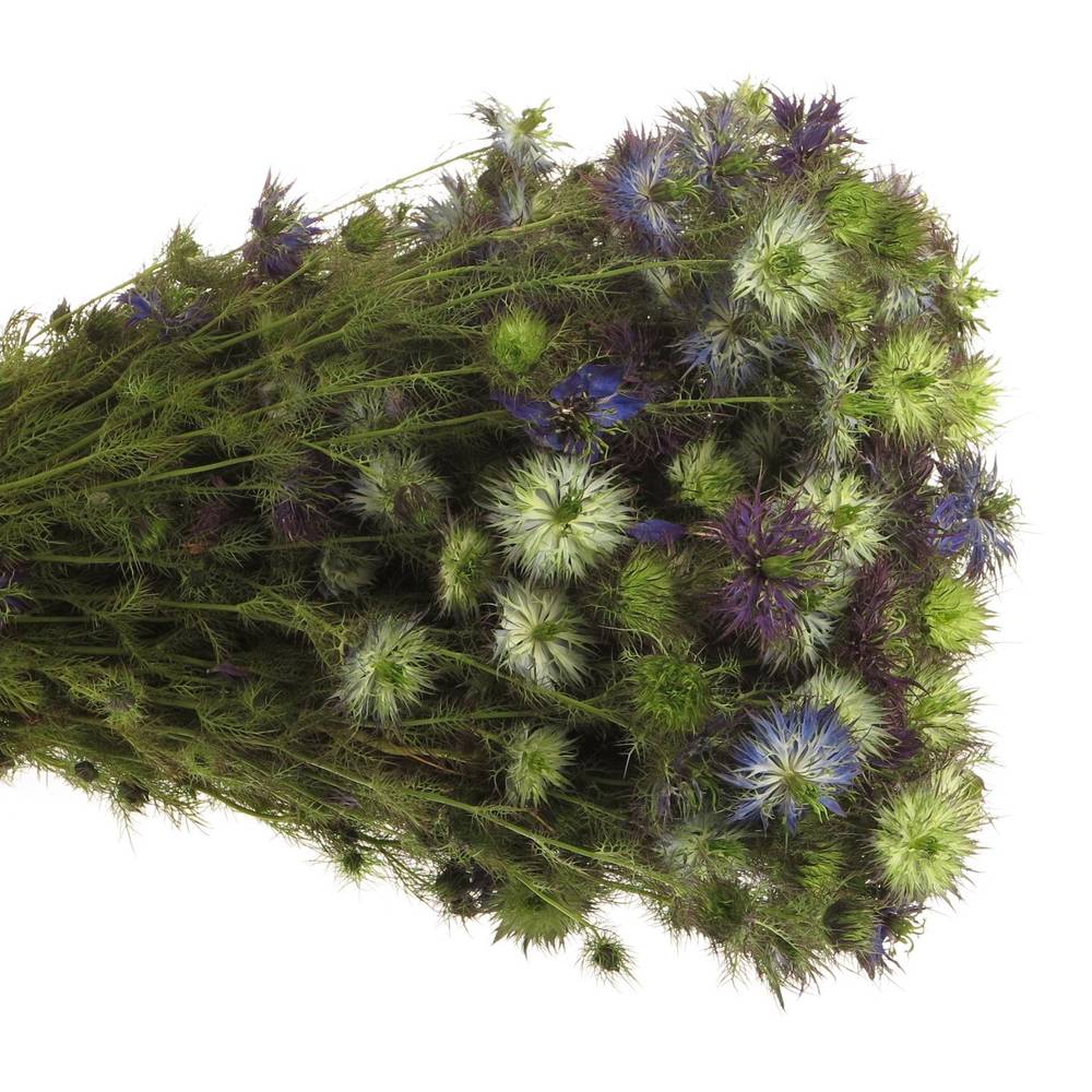 Nigella Power blau pro bund