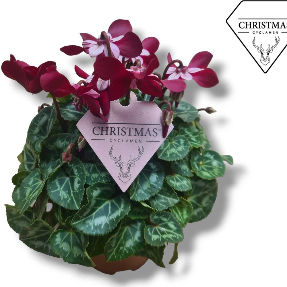 Cyclame weinrot Djix Weihn. Angebot T10,5 H020