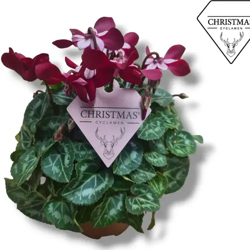 Cyclame weinrot Djix Weihn. Angebot T10,5 H020