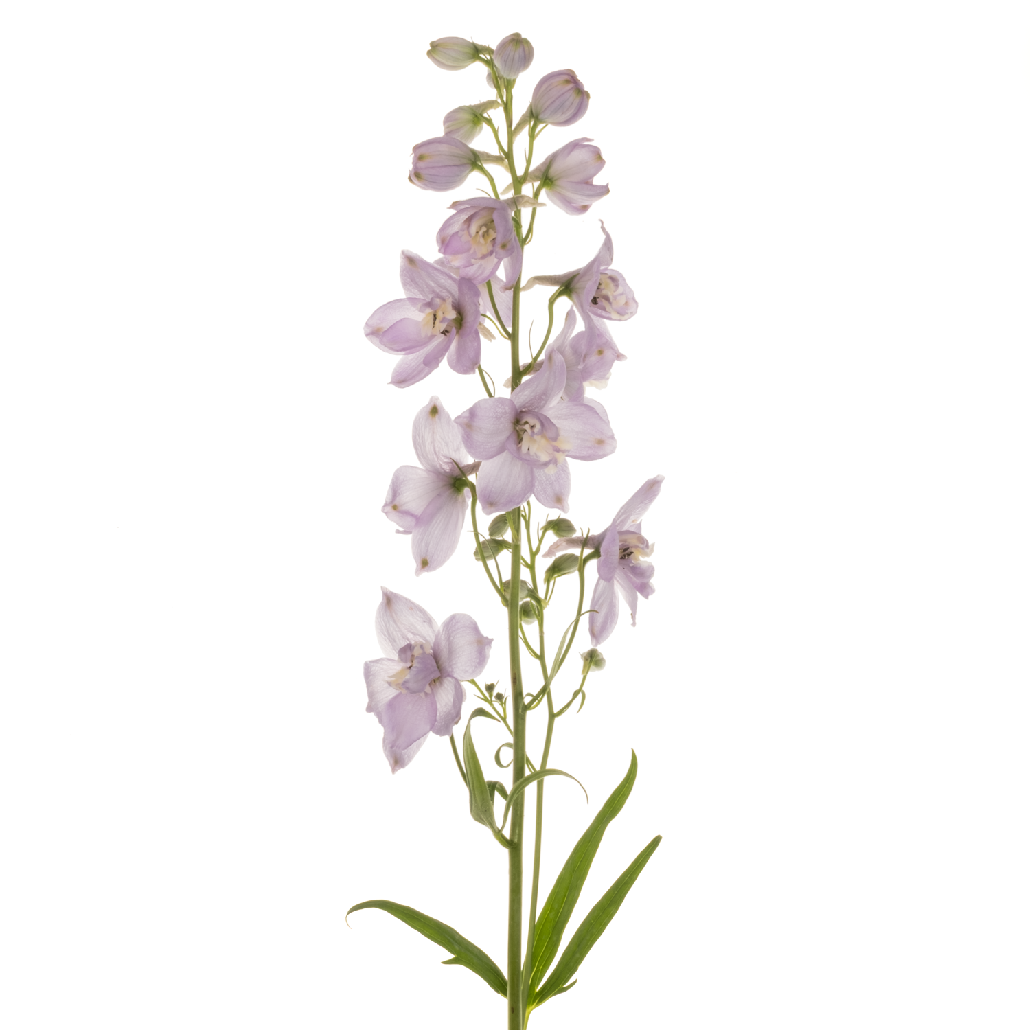 Delphinium milka Zoe 60m 60cm