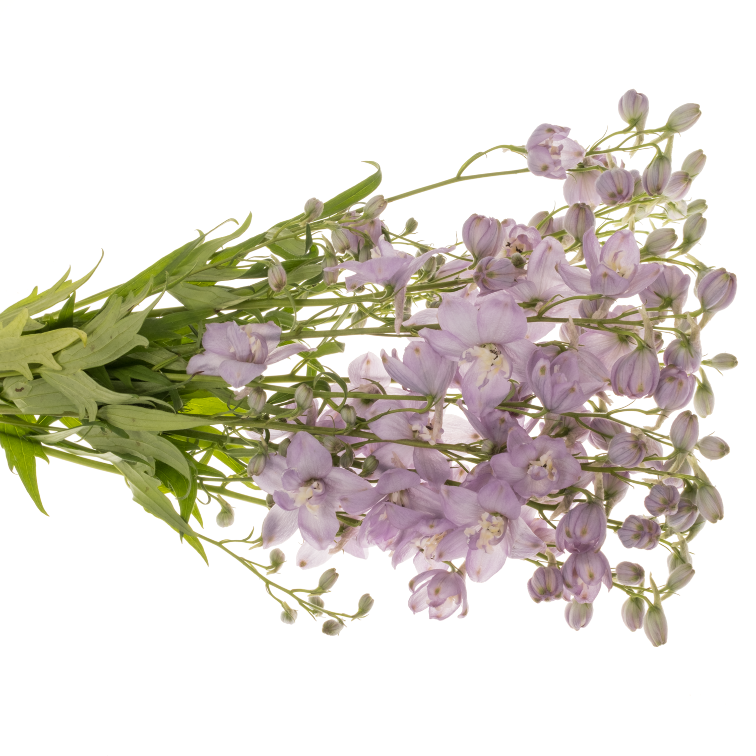 Delphinium milka Zoe 60m 60cm