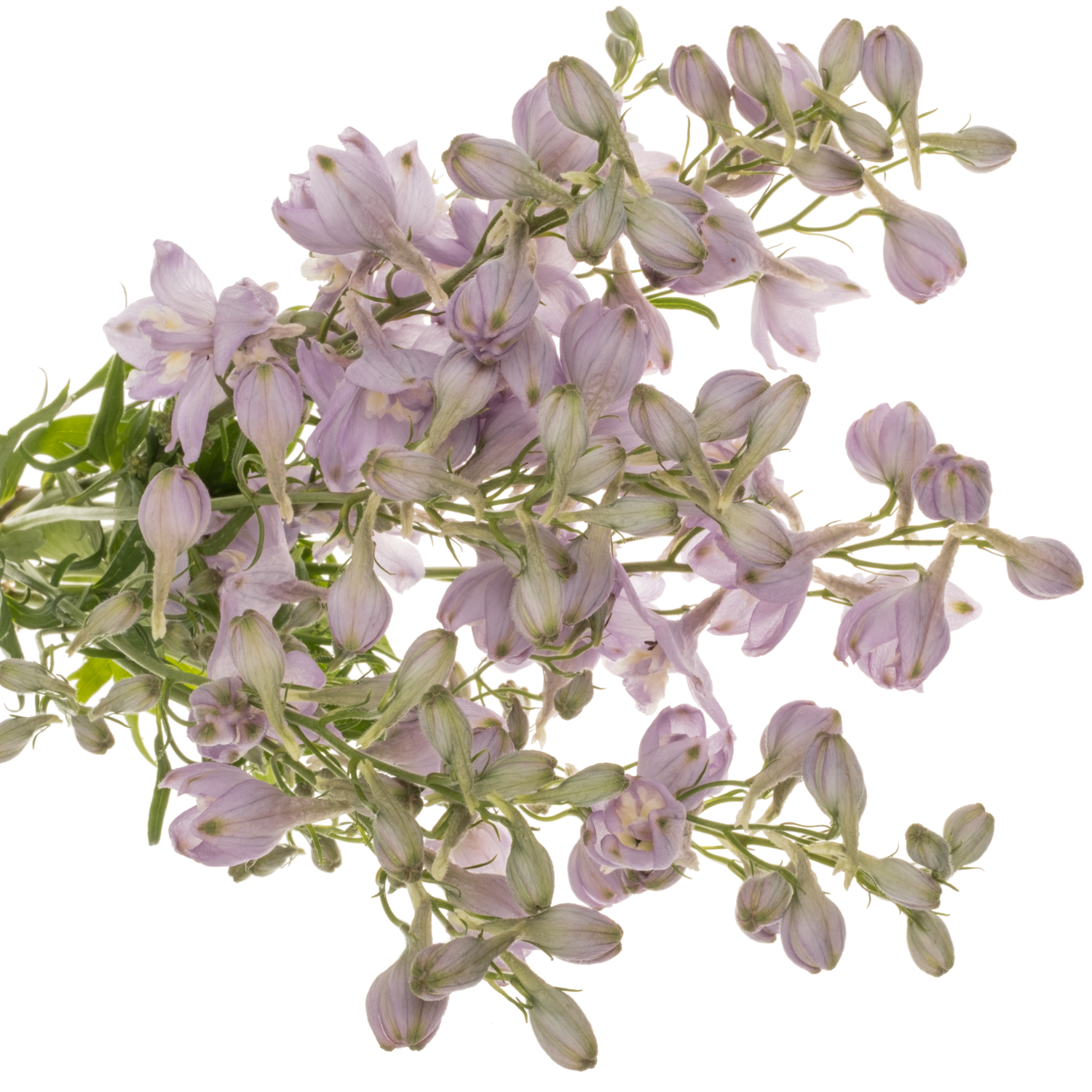 Delphinium milka Zoe 60m 60cm