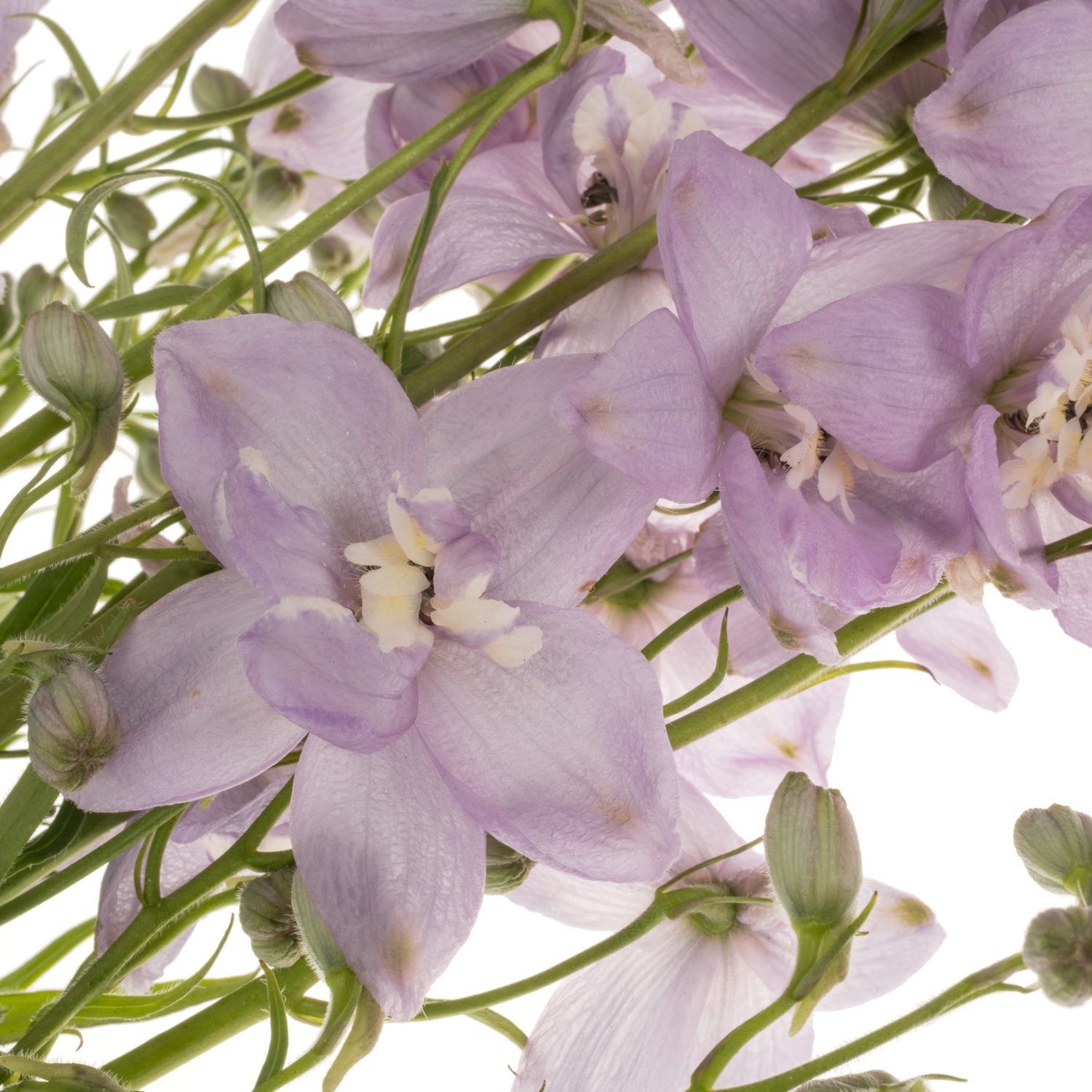 Delphinium milka Zoe 60m 60cm
