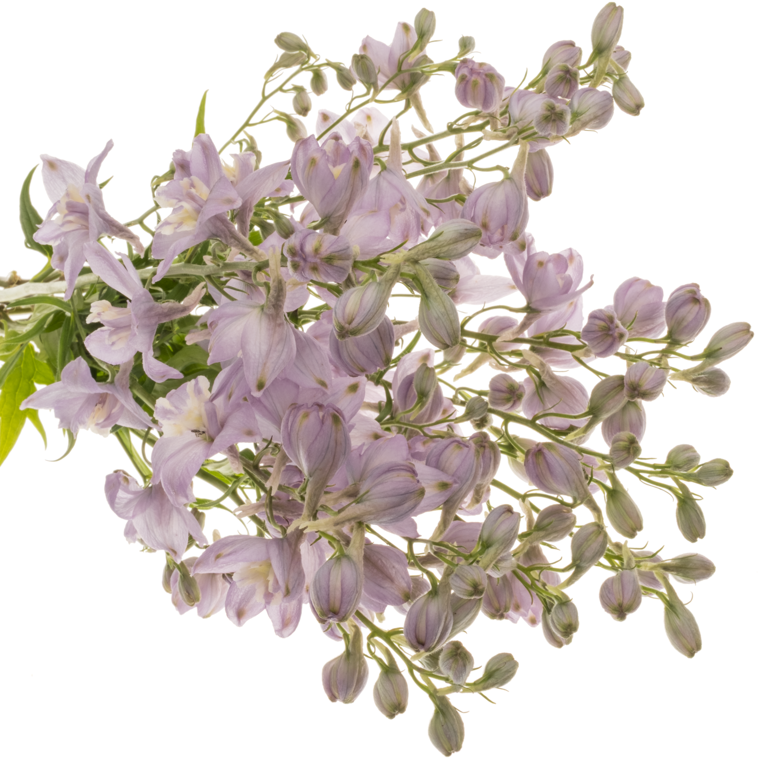 Delphinium milka Zoe 60m 60cm