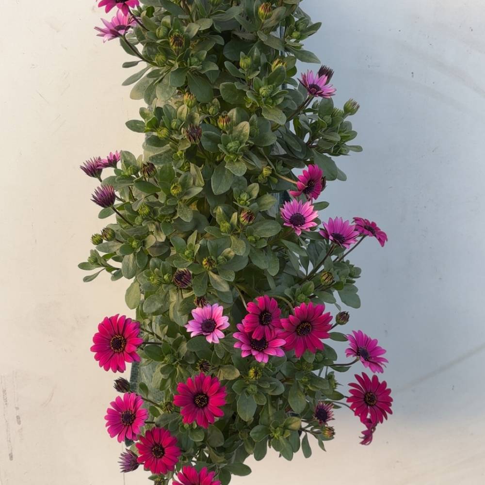 Osteospermum rosa Wandhänger H040