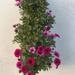 Osteospermum rosa Wandhänger T50 H025