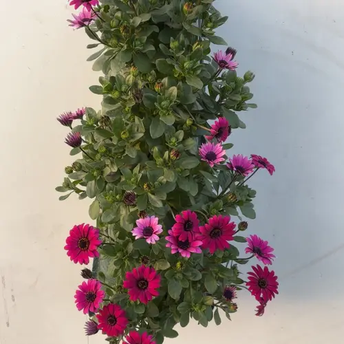 Osteospermum rosa Wandhänger H040
