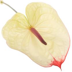Anthurium creme Kaseko Blüte 13cm