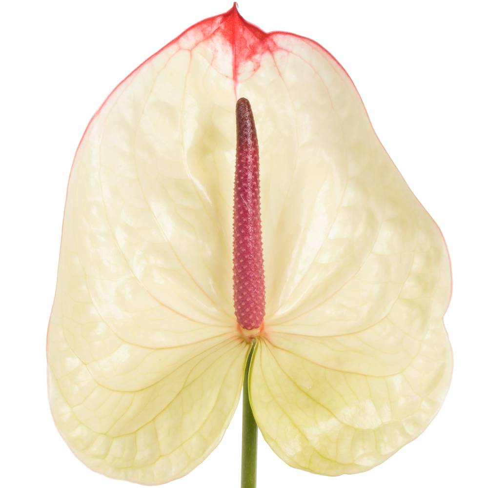 Anthurium creme Kaseko Blüte 13cm