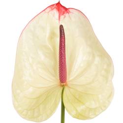 Anthurium creme Kaseko Blüte 13cm