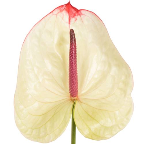 Anthurium creme Kaseko Blüte 13cm