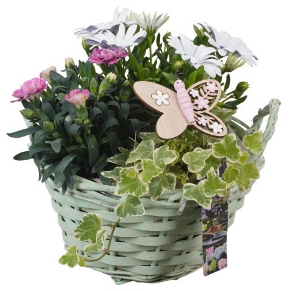 Garten.Arr PTPP6953 T20 H025