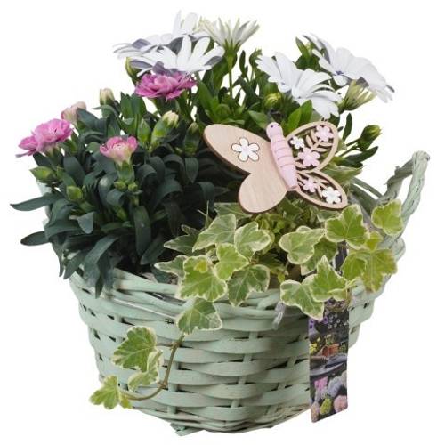 Garten.Arr PTPP6953 T20 H025