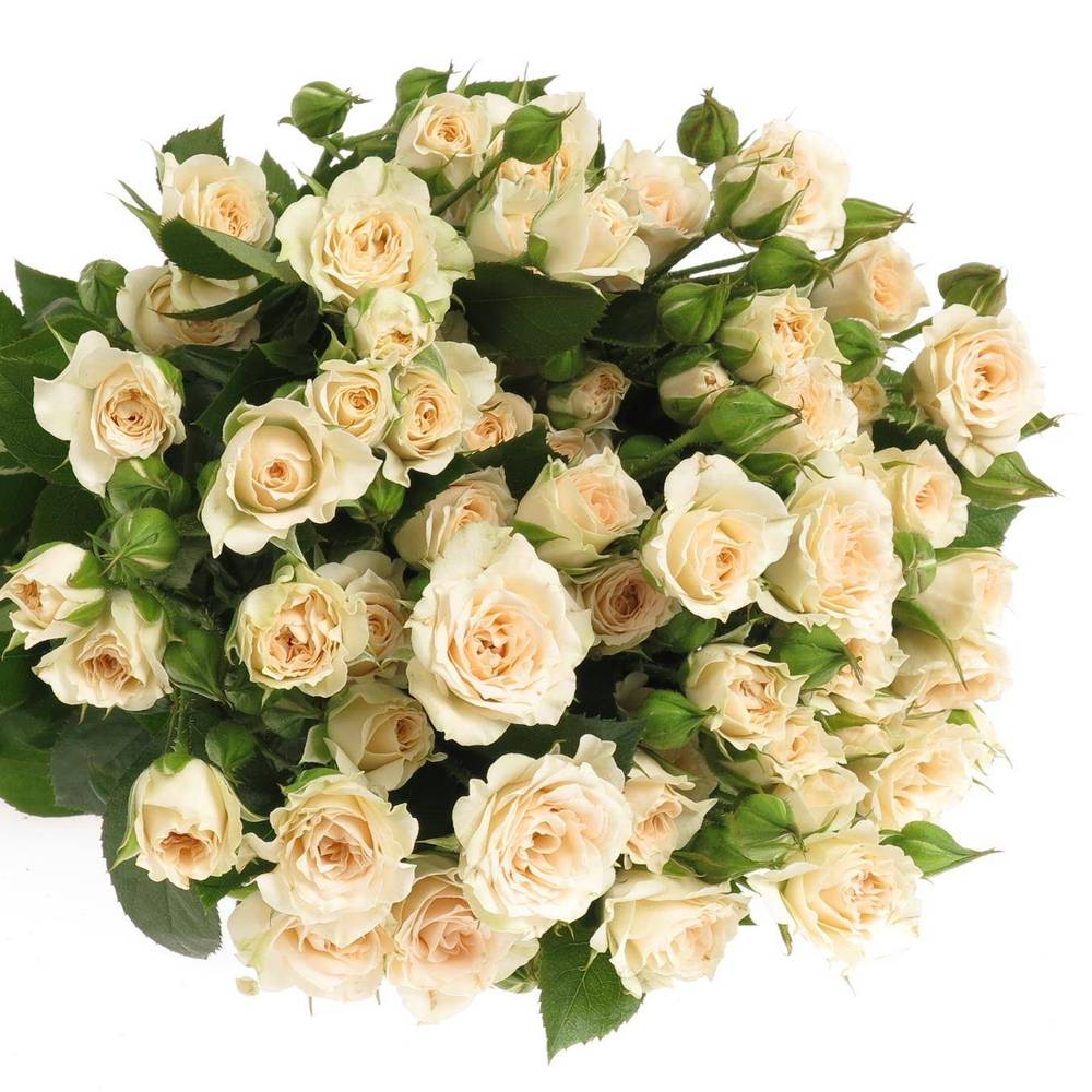 Rose verzweigt creme Gracia 7+Blüte 80cm