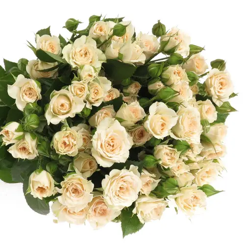 Rose verzweigt creme Gracia 7+Blüte 80cm