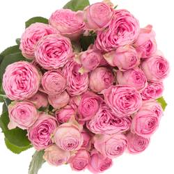 Rose verzweigt dunkel rosa Giselle 7+Blüte 70cm