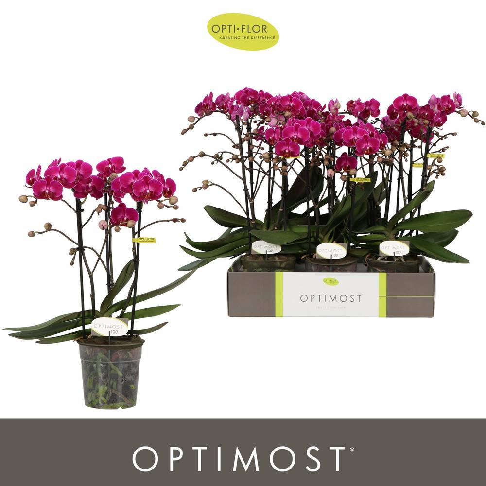 Phal.3-R fuchsia Morelia Optimost T12 H045