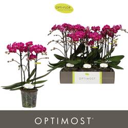 Phal.3-R fuchsia Morelia Optimost T12 H045