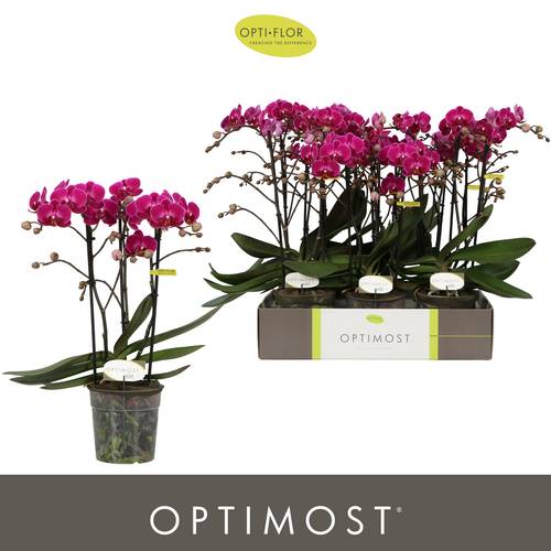 Phal.3-R fuchsia Morelia Optimost T12 H045