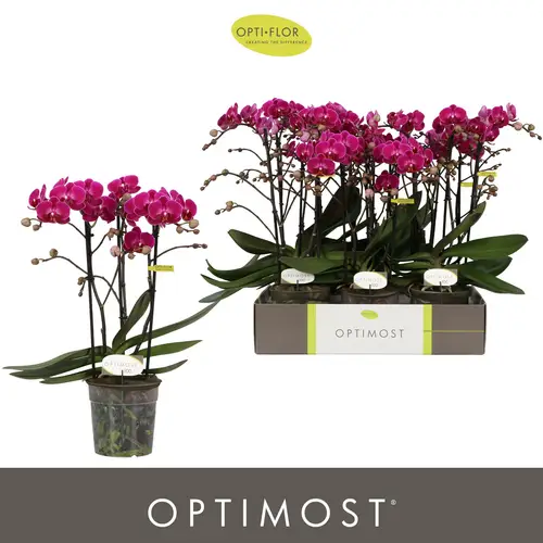 Phal.3-R fuchsia Morelia Optimost T12 H045