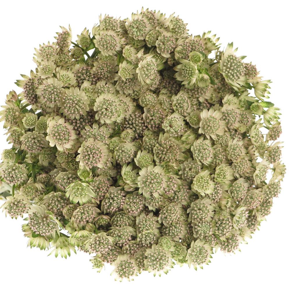 Astrantia creme/weiss Billion Stars XL 50cm