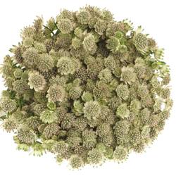 Astrantia creme/weiss Billion Stars XL 50cm