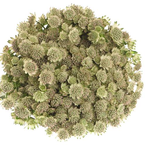 Astrantia creme/weiss Billion Stars XL 50cm