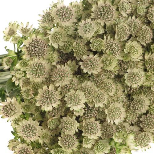 Astrantia creme/weiss Billion Stars XL 50cm