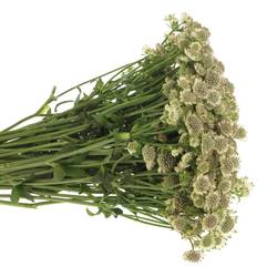 Astrantia creme/weiss Billion Stars XL 50cm