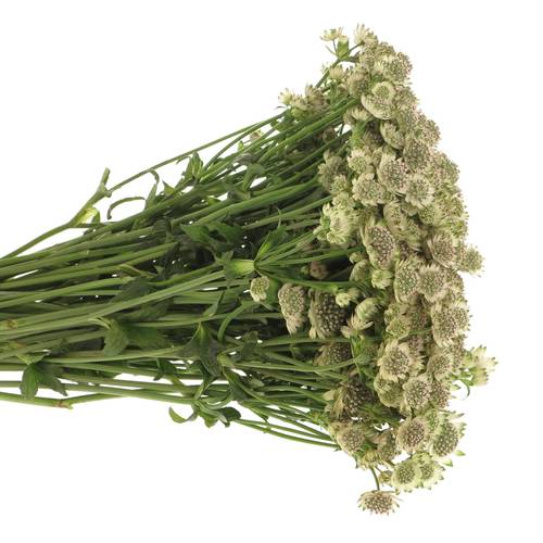 Astrantia creme/weiss Billion Stars XL 50cm