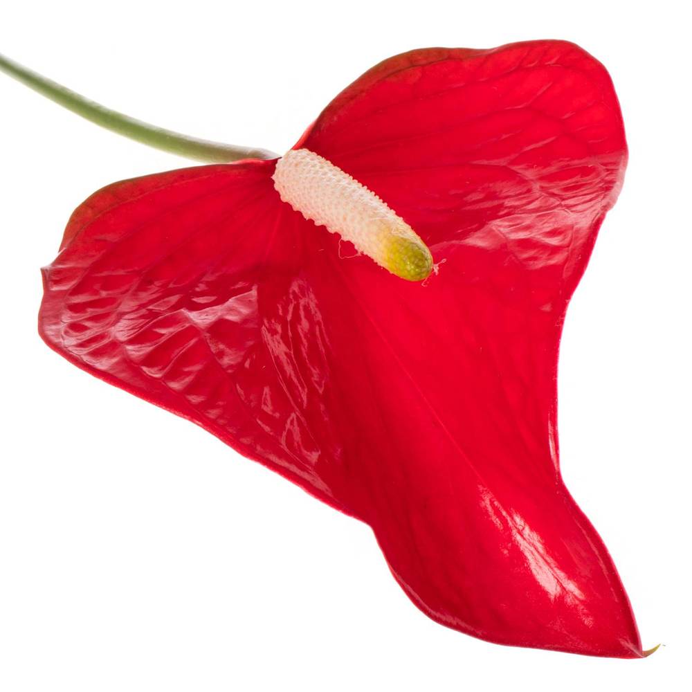 Anthurium rot Red Bull Blüte 11cm