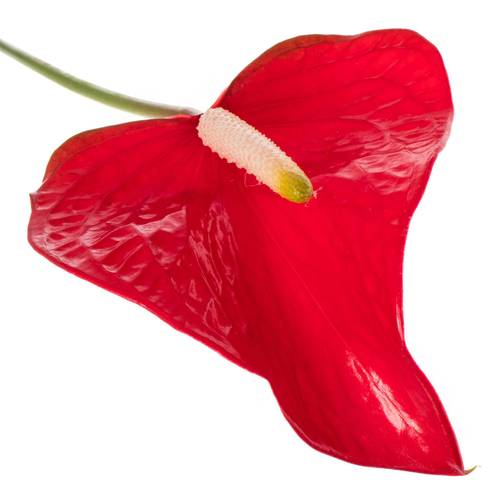 Anthurium rot Red Bull Blüte 11cm
