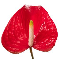 Anthurium rot Red Bull Blüte 11cm