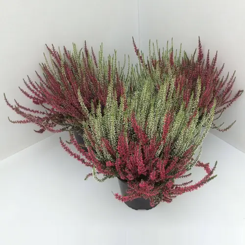 Calluna GG Twin Girls T17 H030