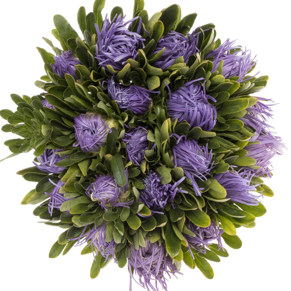 Aster lavendel Matador 40cm