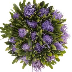 Aster lavendel Matador 40cm