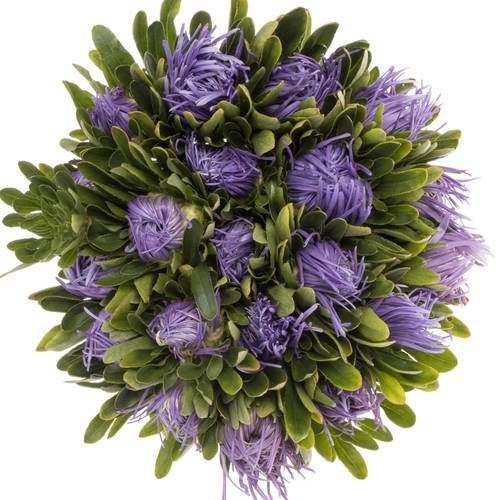 Aster lavendel Matador 40cm