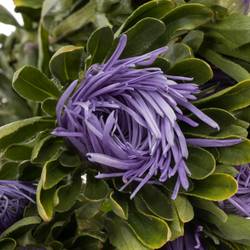 Aster lavendel Matador 40cm