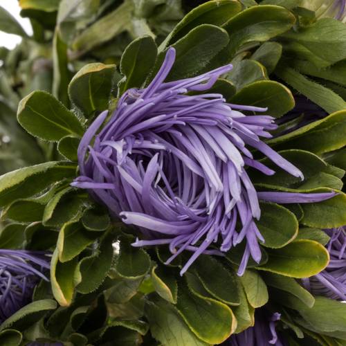 Aster lavendel Matador 40cm