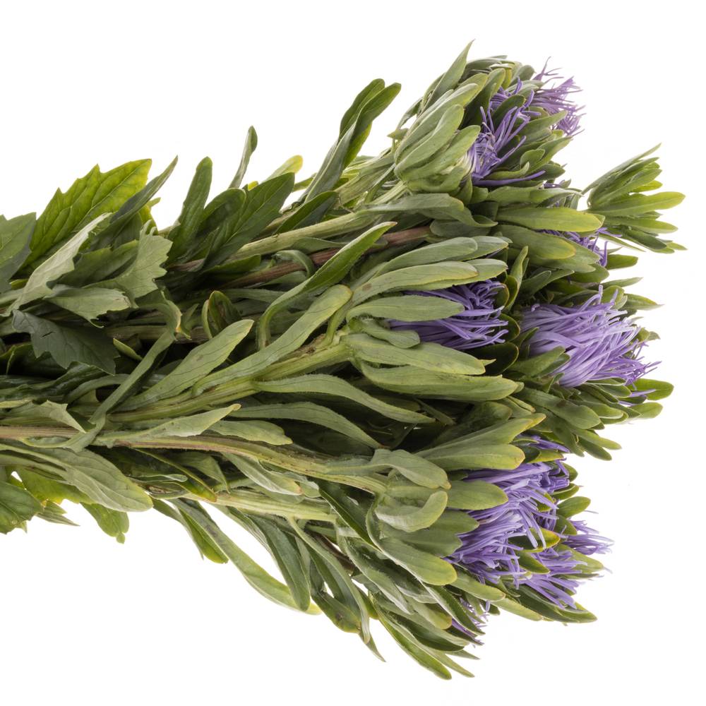 Aster lavendel Matador 40cm