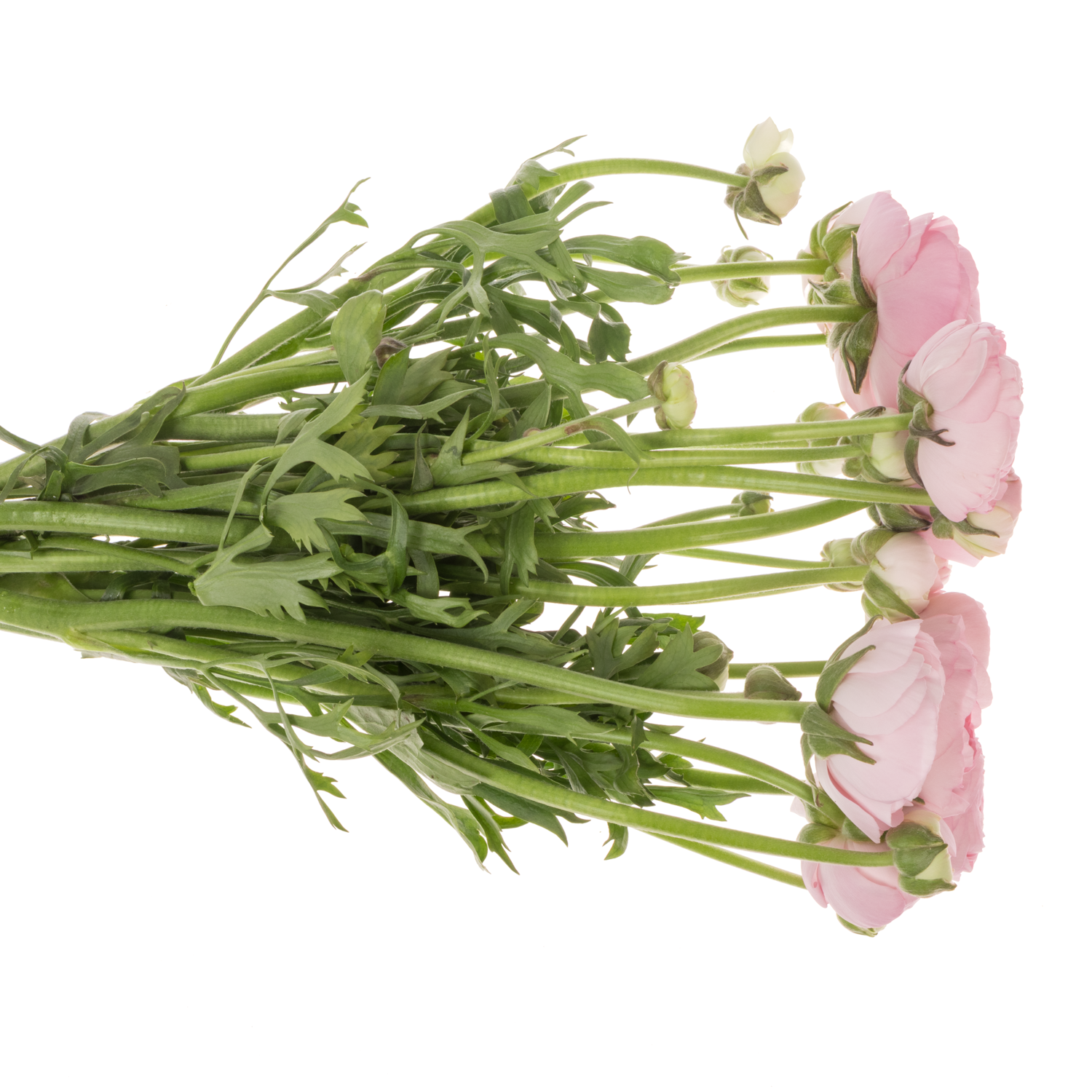 Ranunkel hell rosa Aazur Light Pink 50 Gramm 44cm