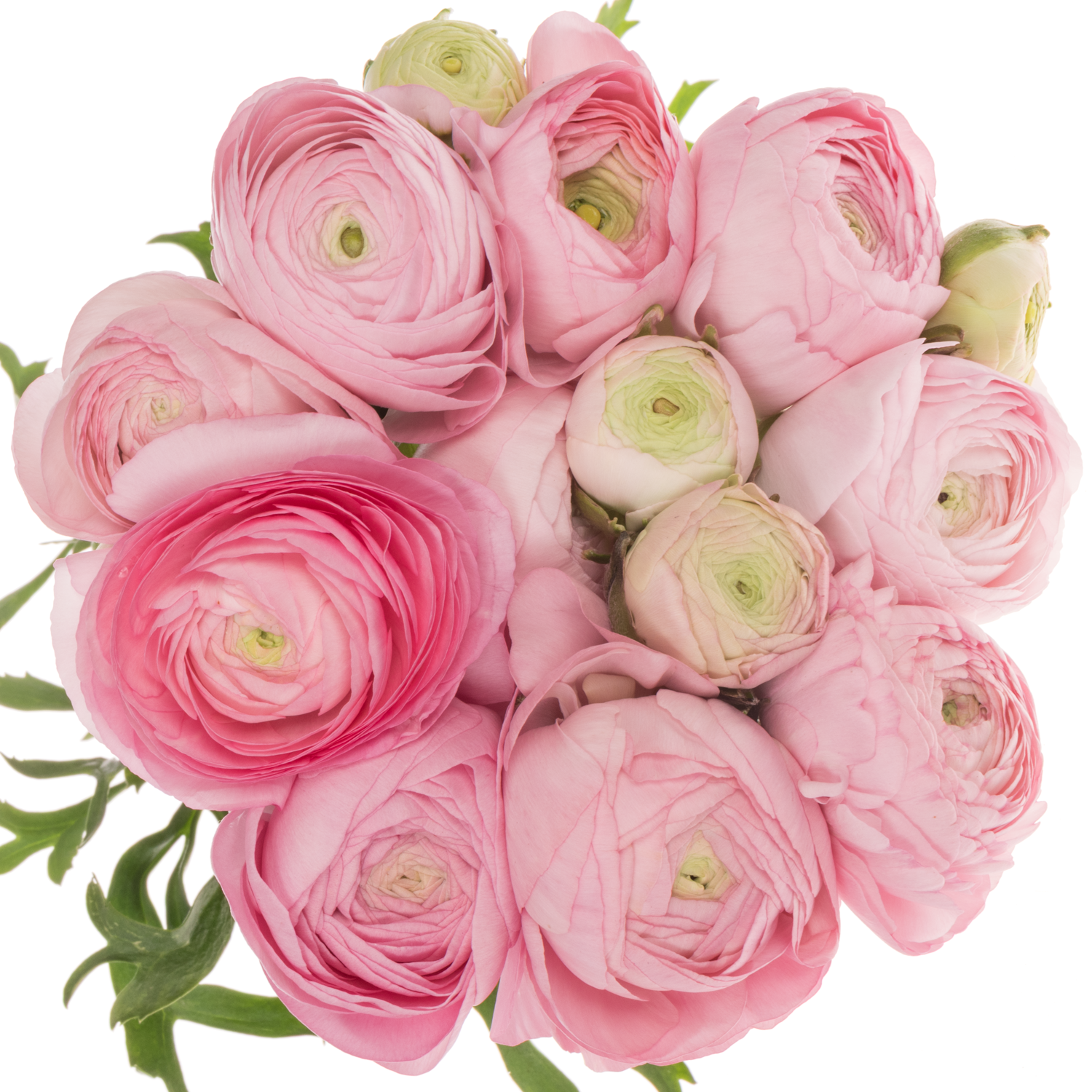Ranunkel hell rosa Aazur Light Pink 50 Gramm 44cm