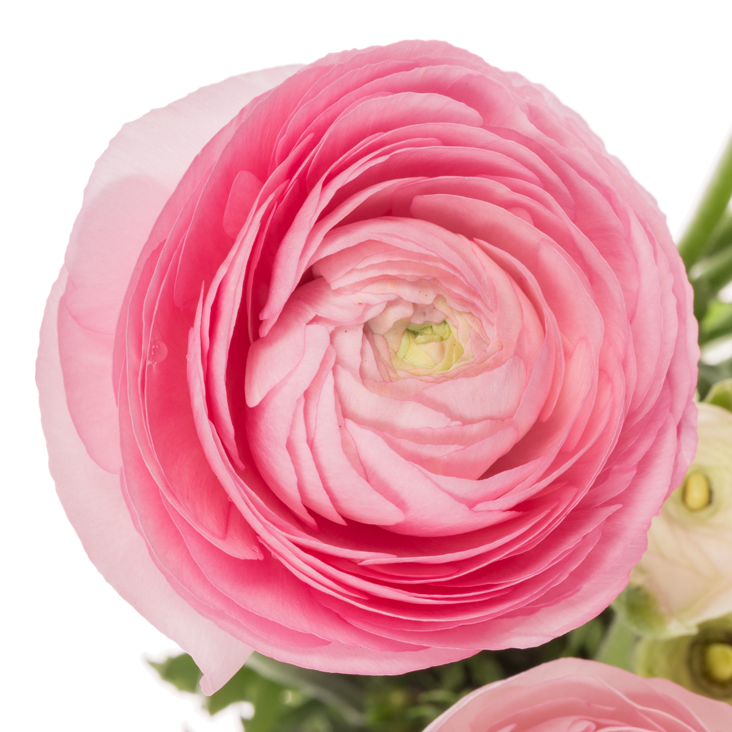 Ranunkel hell rosa Aazur Light Pink 50 Gramm 44cm